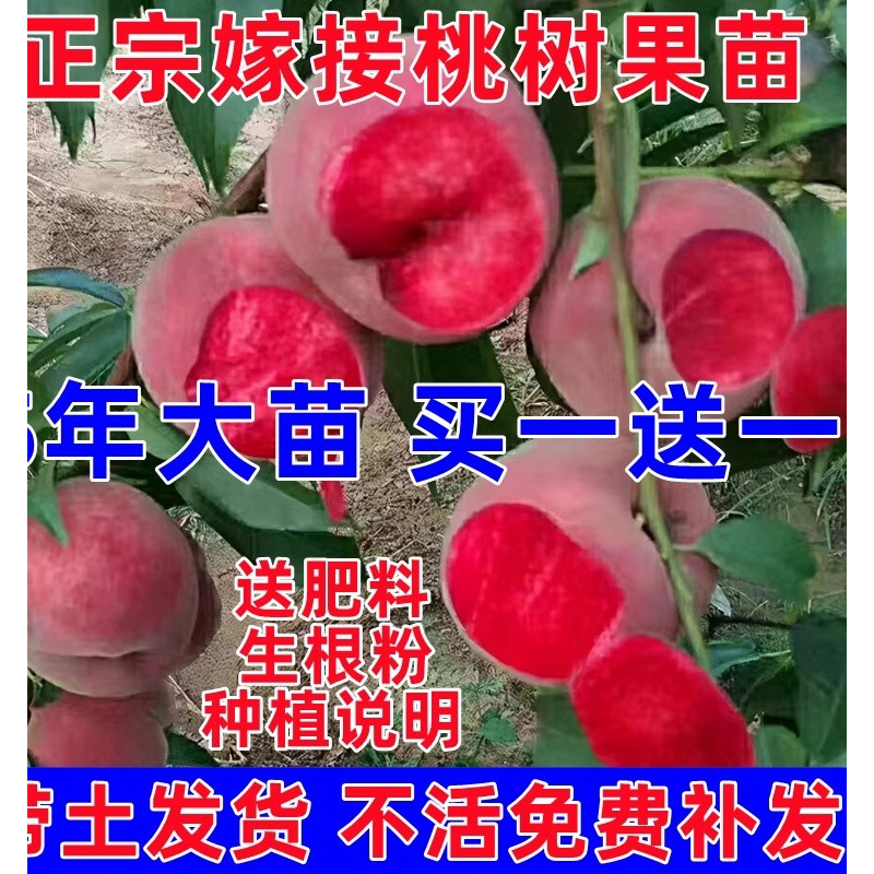 桃树果苗黄桃鹰嘴桃油桃冬桃盆栽地栽嫁接苗南方北方种植当年结果