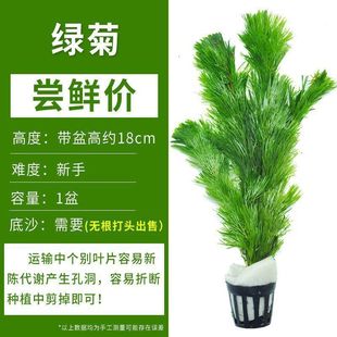Aquarium Aquatic Plants Green Chrysanthemum Live Water Purification Real Grass Landscaping Centipede Grass Negative Grass Tank Beginner Lazy Package Cross-Border