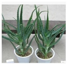 ľ���J�C���� ��צ���J�C������צ�J�Cʳ��ș��ľ���J�C������]