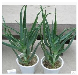 ľ���J�C���� ��צ���J�C������צ�J�Cʳ��ș��ľ���J�C������]