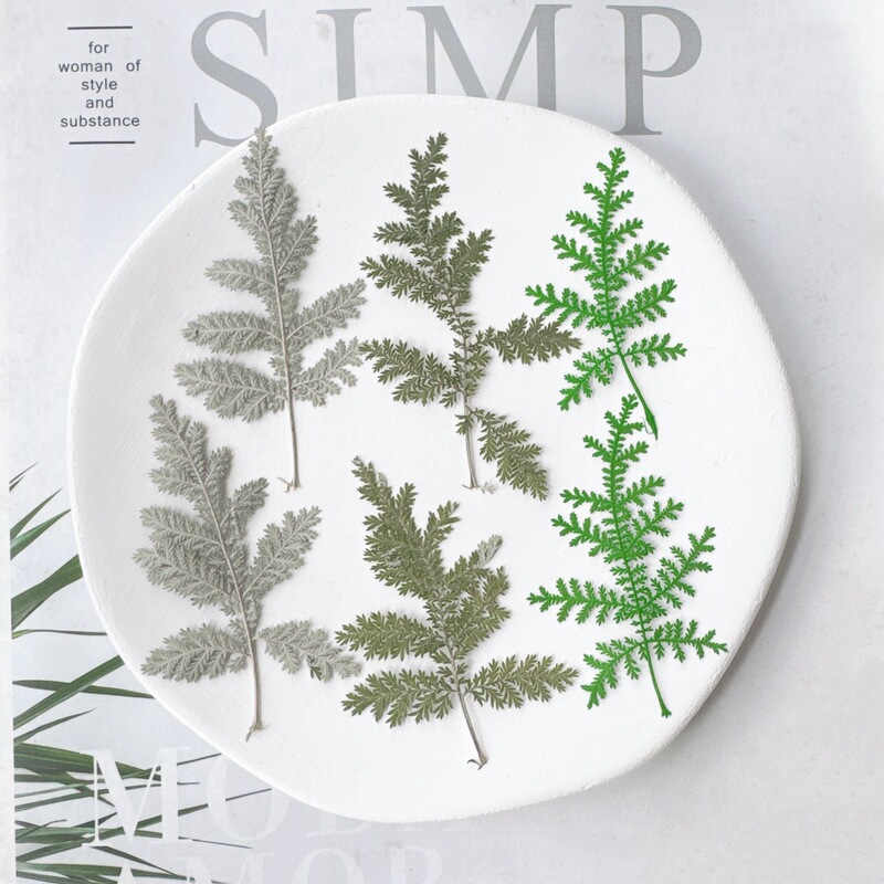 Mugwort Leaves, Dried Flowers, Embossed Specimens, Handmade DIY Bookmarks, Photo Frames, Embossed Stickers, Manicure Photos, Face Decorations Mugwort Leaves, Dried Flowers, Embossed Specimens, Handmade DIY Bookmarks, Photo Frames, Embossed Stickers, Manicure Photos, Face Decorations