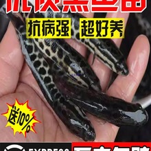黑鱼苗淡水养殖食用好养乌鳢生财鱼苗活体冷水观赏鱼小批发乌鱼苗