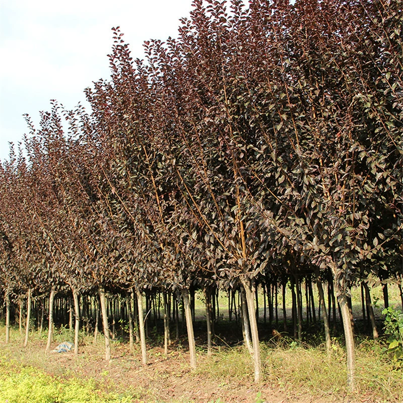 Садовый проект саженцев из пурпурной сливы озеленение морозостойкий двор с красными листьями озеленение море цветов красный лист персик фиолетовый лист персиковое дерево