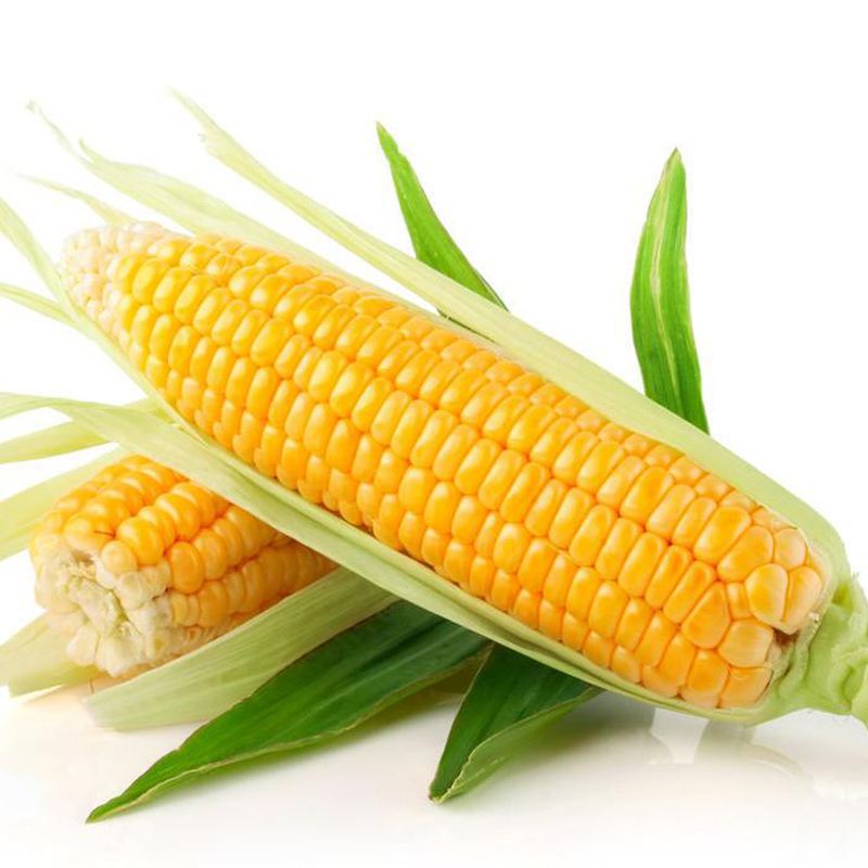 智贝主图_4超甜水果玉米种子种籽生吃甜糯彩糯大棒春夏秋四季