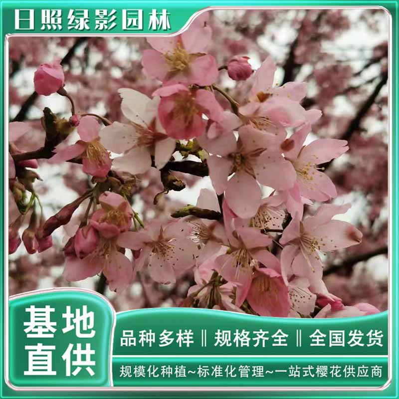 Где я могу продать 7 см розовые Саженцы вишни