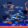 Guppies (2-3cm), 15 pieces for a limited time, guaranteed for 10 pieces + free 5 pieces as spares