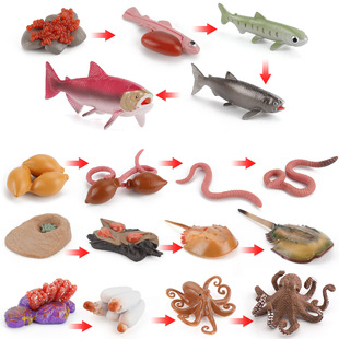 Cross-border children simulation earthworm salmon horseshoe crab octopus growth cycle model animal life evolution ornaments toys