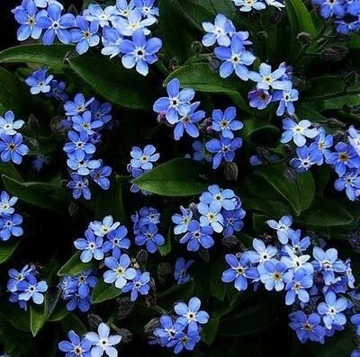 Забудь-меня-не семена Четыре сезона цветок семена легко-к-жить семена цветов морозостойкие забыть-не семена травы двор открытый цветок семена