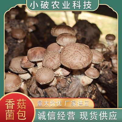 Штаммы Lentinus edodes, семена Lentinus edodes, мешки для грибов, прямые продажи, экспорт, готовые мешки для грибов, самосев, мешки для грибов, устойчивые к низким температурам