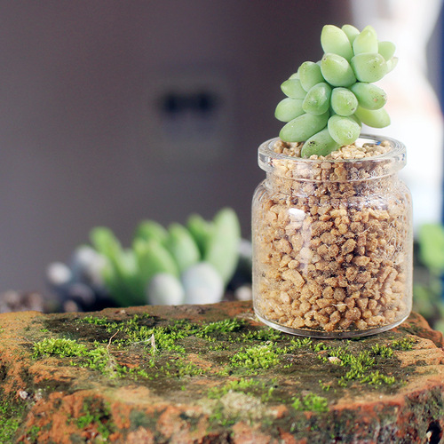 Mini test tube, small vase, succulent glass bottle, micro landscape ecological bottle, moss decorative hydroponic vessel, thumb bottle