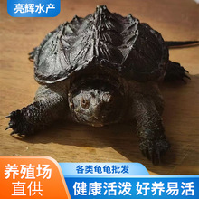 С�����ӷ��������Թ������ʳ�ñ��������ӷ����걩�̷�����