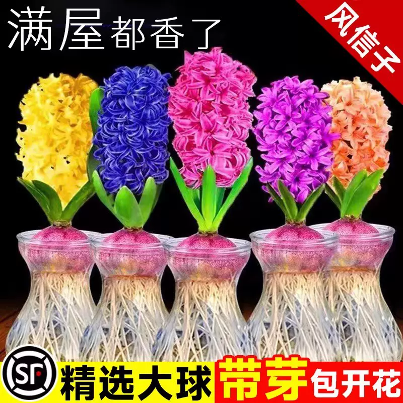 风信子种球水培套装阳台室内外好养易活耐寒水养植物盆栽花卉种子