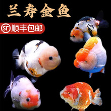 ���ٽ���С�����������̩ʨ�ͻ������ˮ��������С�͵�ˮ����