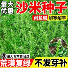 ɳ�����Ӷ�������Įֲ���̻�������̬�޸���ƶ���������ɳ�����