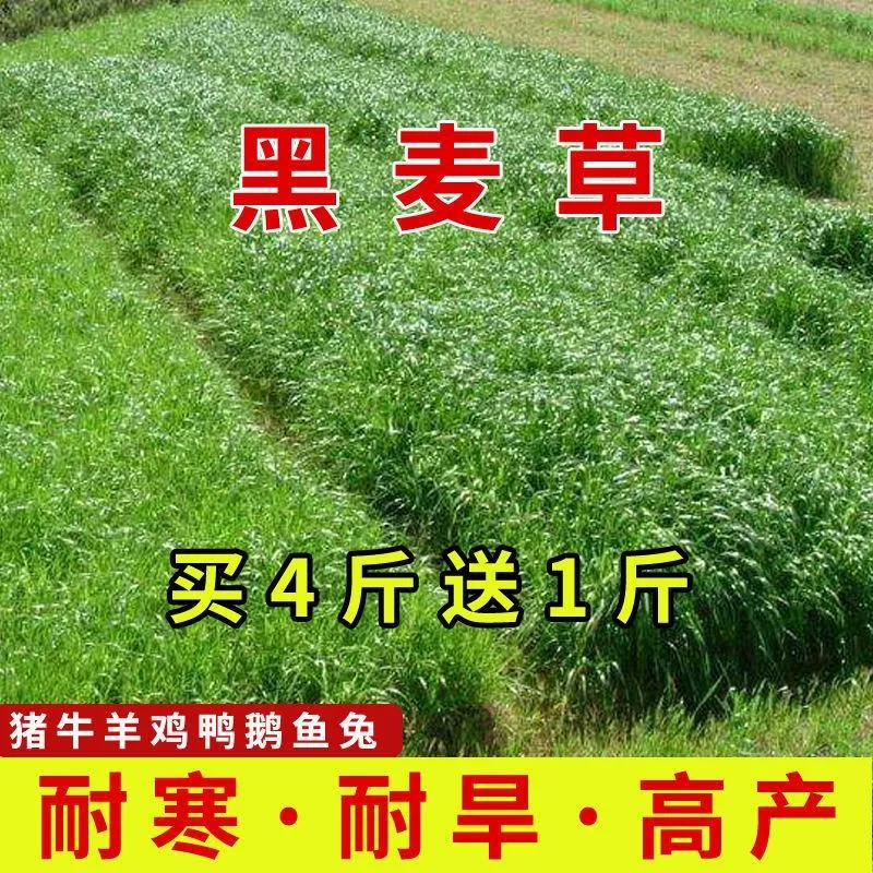 Райграса кормовые семена свинья Крупный рогатый скот овца курица утка гусь рыба зимний выпас 70 семена травы импортные высокоурожайные многолетние семена Four Seasons