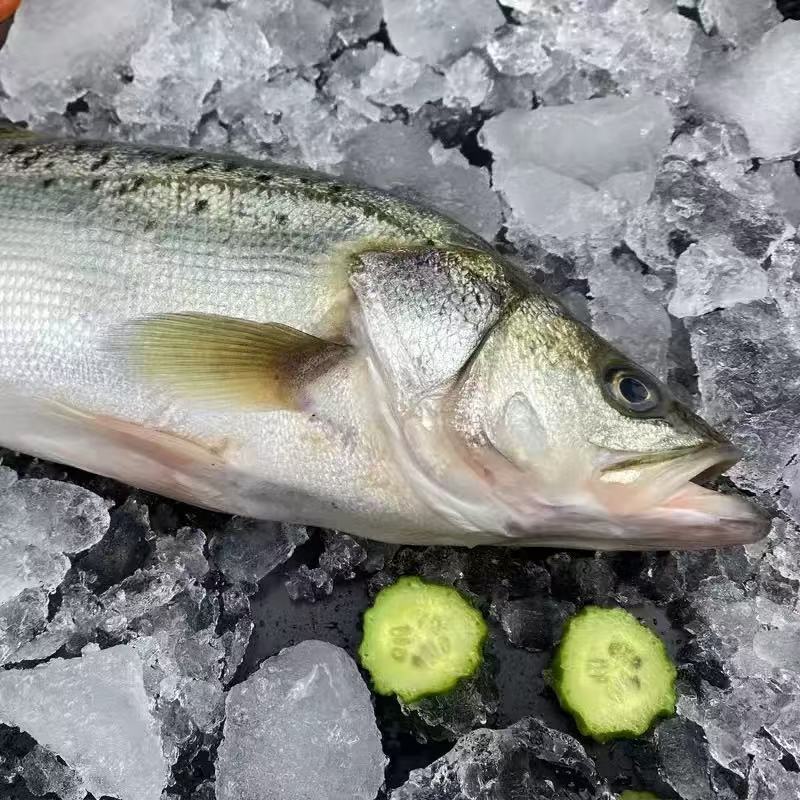 整条鲈鱼新鲜鲜活冷冻深海鱼七星海鲈鱼餐饮酒店批发海鲜水产海鲈