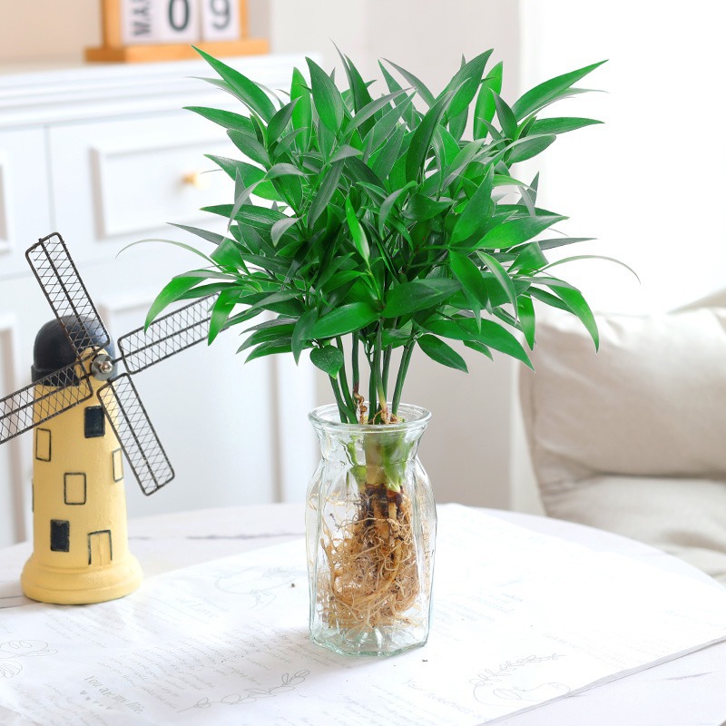 모기퇴치대나무, 편백나무 10그루(투명종이접기병) + 수정머드 + 영양액