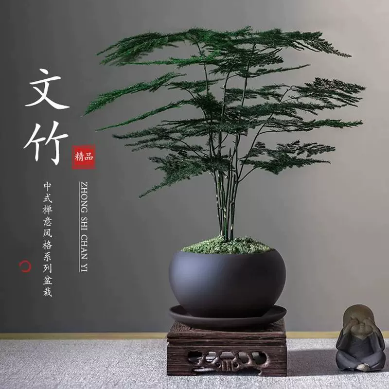 文竹盆栽造景花盆植物室内中式禅意盆景办公室桌面绿植物摆件花卉