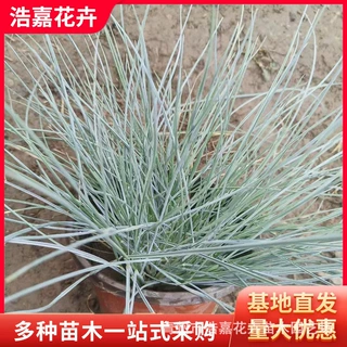 蓝羊茅青州花苗基地宿根职务耐寒 银羊茅护坡绿化用苗 蓝羊茅