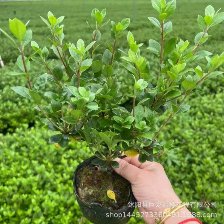 Прямые продажи шариков Маоцзюань Чунцзюань Цзиюцзюань Сяцзюань различных размеров, оптовые поставки, скидки для садовых работ.