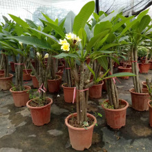包邮鸡蛋花盆栽树苗红黄多色好养鸡蛋花树苗珍贵绿植开花香盆栽