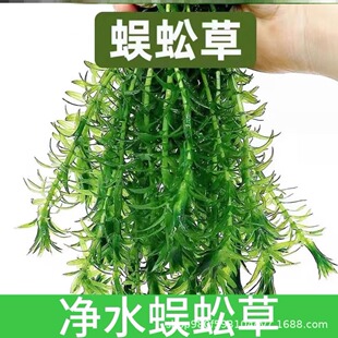 Centipede real water fish tank landscaping novice oxygenated water purification plant resistant fresh water package