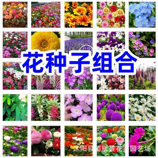 ���N�ӽM�ϻ�ɫ�������ļ��Nֲ�����̨ͥԺ���@���ܷN�����տ�
