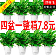 绿萝盆栽室内家用新房吸除甲醛净化空气植物水培长藤大叶绿箩绿植