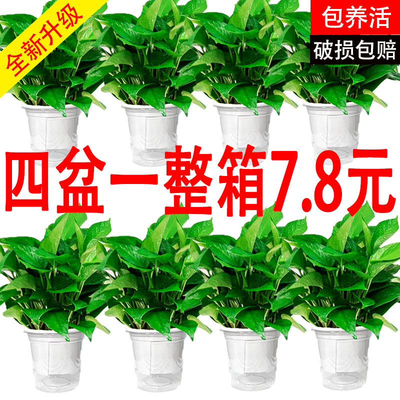 绿萝盆栽室内家用新房吸除甲醛净化空气植物水培长藤大叶绿箩绿植