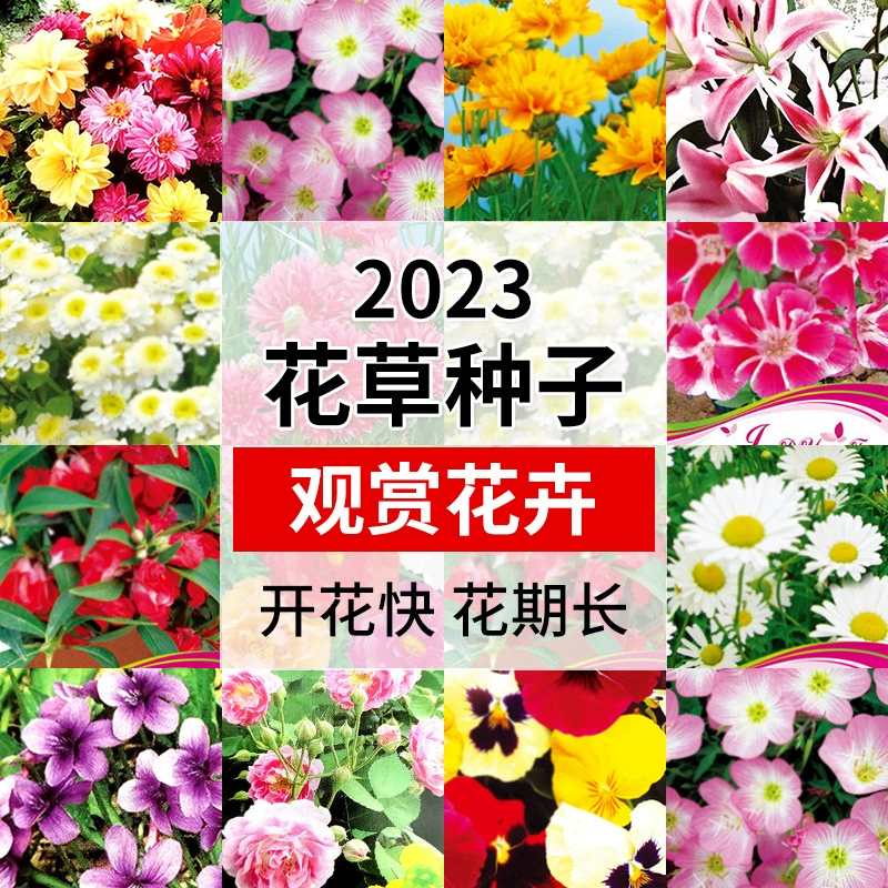 Балкон Цветочное Семя Большой Оптом Лаванда Цветочная Семена Цветная Сумка Упаковка Космос Цветочная Сумка Стойка Горшечное Растение на четыре сезона