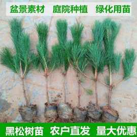 基地黑松油松小苗白皮松小苗绿化苗木量大批发荒山绿化庭院栽植苗