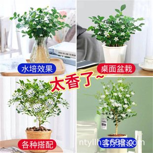 Jiulixiang Potted Florals, Famous Flower Saplings, Fragrant Florals, Mosquito Repellent Plants, Bonsai, Four-Season Flowering Fragrant Plants