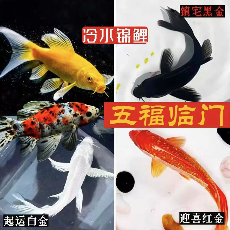 Koi Fish, Live Fish, Purebred Koi Fish, Cold-Water Ornamental Fish, Easy to Care For, Durable Goldfish, Small Koi, Freshwater Red Carp