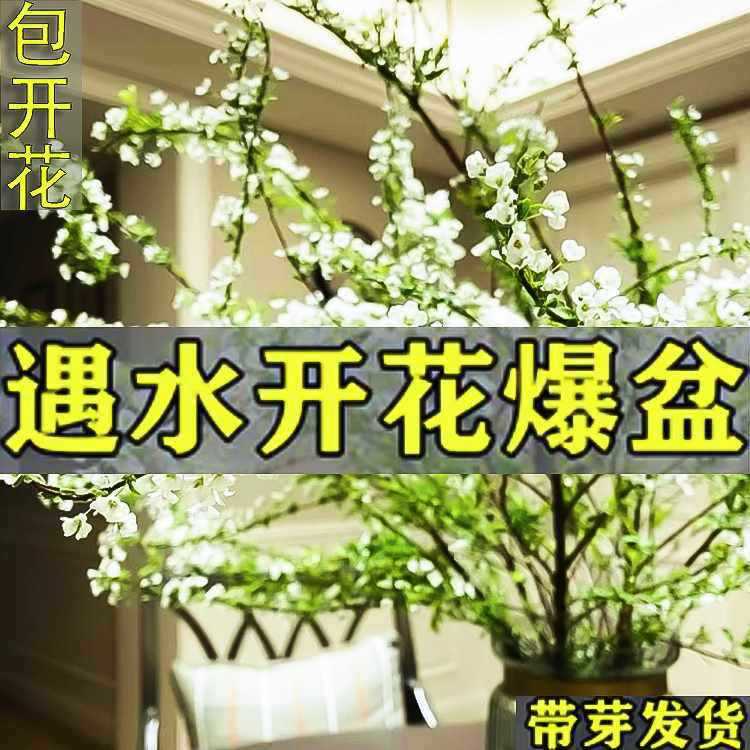 雪柳盆栽枯木逢春干植水培植物开花龙养活柳枝好枝支鲜绿室内花卉