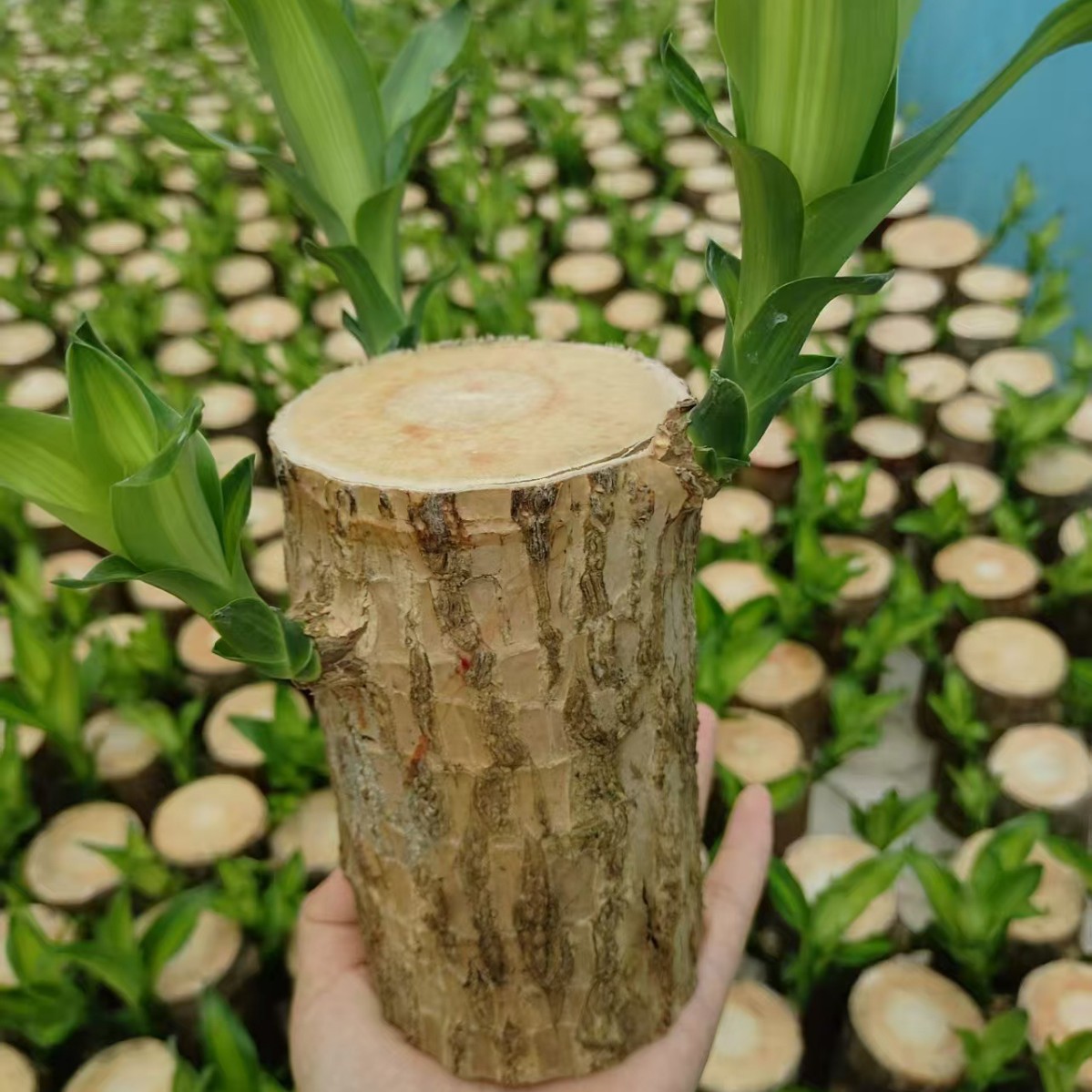 巴西木带芽带叶发货多芽水培植物网红植物可开花土培桌面