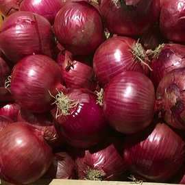 红皮圆葱种子 5g 高桩紫红洋葱种子红皮葱头种子四季易种蔬菜种子