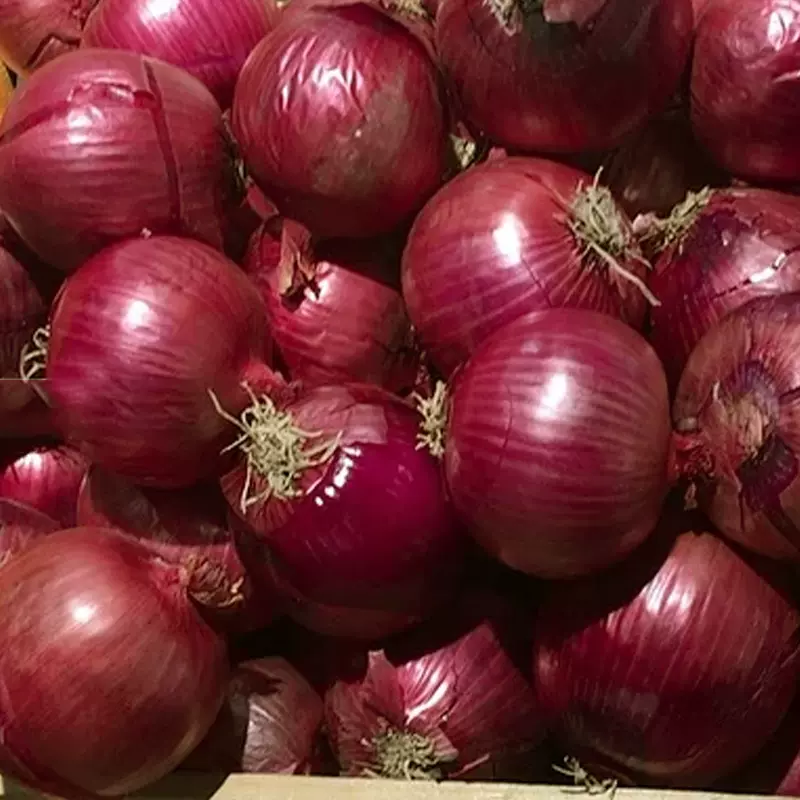 红皮圆葱种子 5g 高桩紫红洋葱种子红皮葱头种子四季易种蔬菜种子