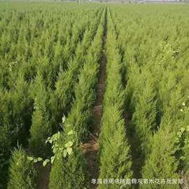 快柏小苗绿化苗蜀快苗植树节 蜀桧小苗批发圣诞树苗桧柏苗 庭院植