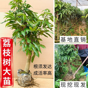 ��֦������ζ����ЦŴ���ٟo����֦���M����֦������������֦Ȧ