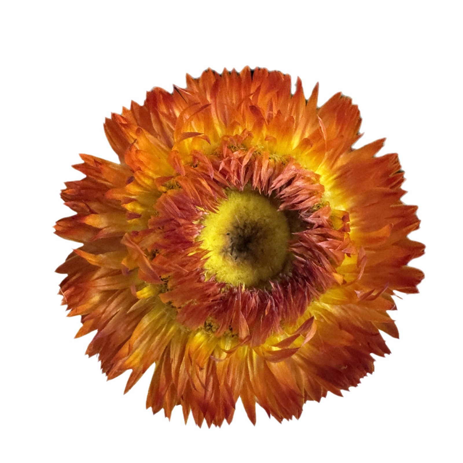 Flores secas naturales de trigo y chrysanthemum hechas a mano flores secas, flores secas de Yunnan, material de ramo grande al por mayor