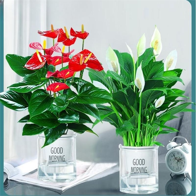 안스리움 + 고급 화이트 팜(굿모닝 분지) + 영양