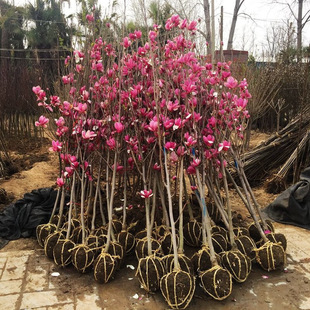 ���m������t�S�׏V���m����ͥԺ�G���_���ͺ�ֲ�����⻨�������m