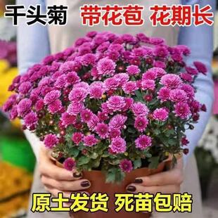���N�ջ���󻨎����������ļ��ش��_����ջ����m�ϑ����B�Ļ�