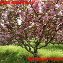 基地批发 染井吉野樱花树精品樱花大树 园林绿化工程樱花树苗价格
