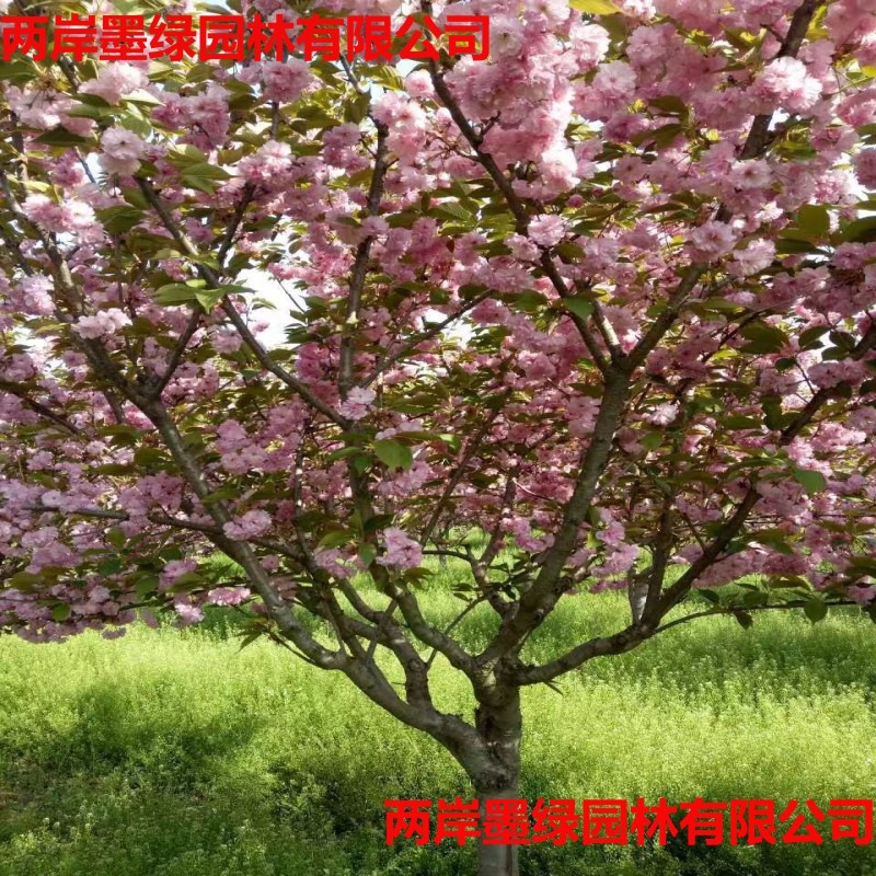 基地批发 染井吉野樱花树精品樱花大树 园林绿化工程樱花树苗价格