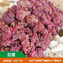 红提罗马红宝石 葡萄苗 浪漫红颜葡萄树苗 园林果树 果树苗基地