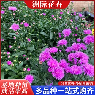 庭院绿化丹麦翠菊小苗公园花坛花境道路景观工程用花海草花地栽