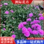 丹麦公园地栽工程草花