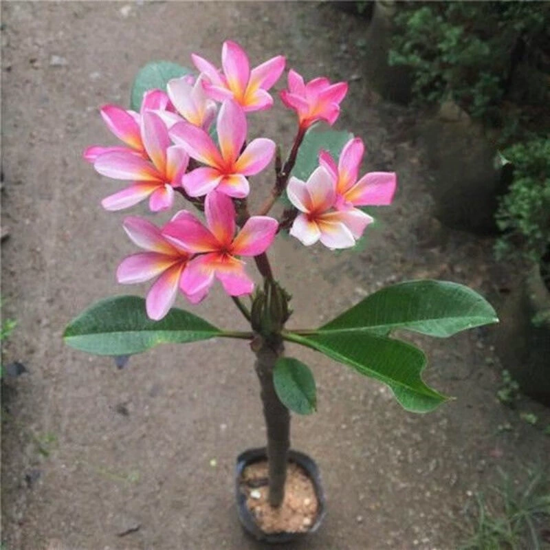 Плюмерия в горшках, саженцы для открытого двора, красные и желтые, разноцветные, ароматные, декоративные цветы, засухоустойчивые ландшафтные саженцы