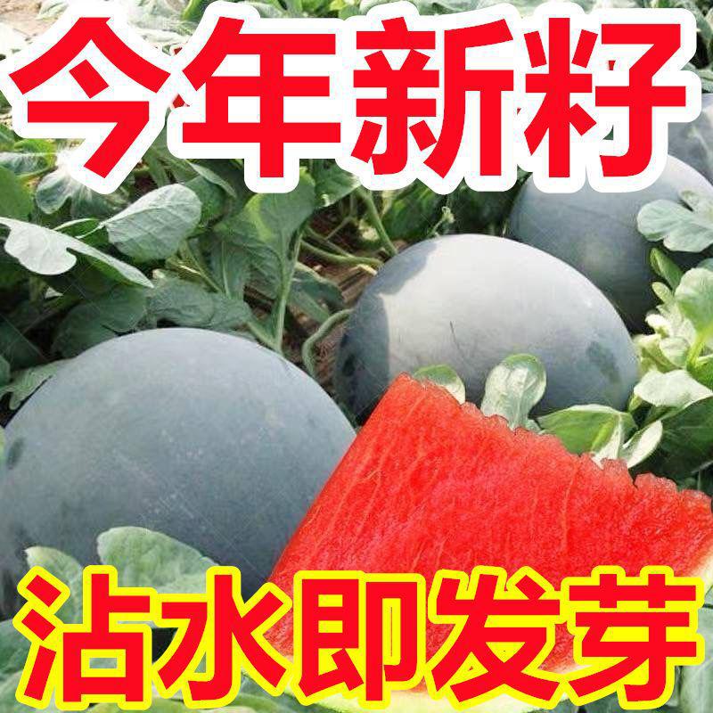 [Big and Sweet] Super Sweet Seedless Watermelon Seeds Black Skin High Yield Thin Skin Red Heart Extra Large Watermelon Vegetables and Fruits